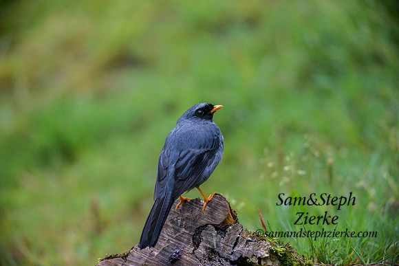 Black-faced Solitaire