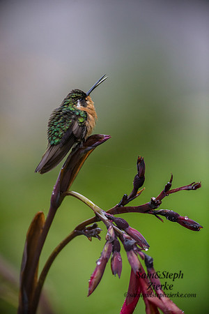 White-throated Mountain-gem