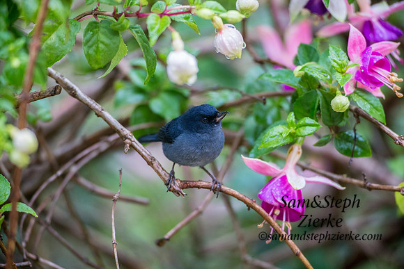 Slaty Flowerpiercer