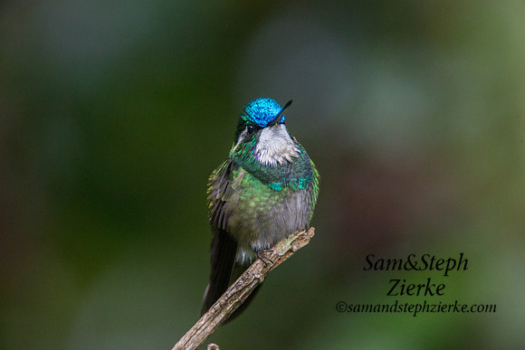 White-throated Mountain-gem
