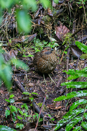 Spotted Wood-Quail