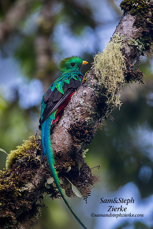 Resplendent Quetzal