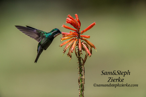 White-throated Mountain-gem