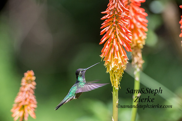 Talamanca Hummingbird