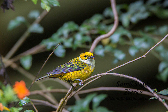 Silver-throated Tanager