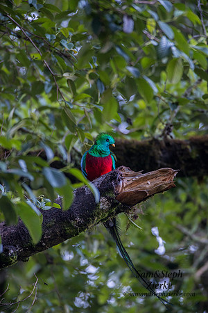 Resplendent Quetzal