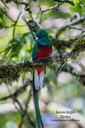 Resplendent Quetzal