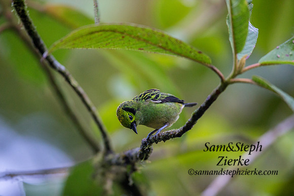 Emerald Tanager