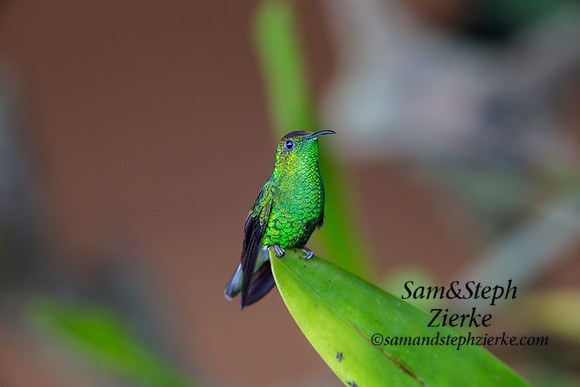 Coppery-headed Emerald