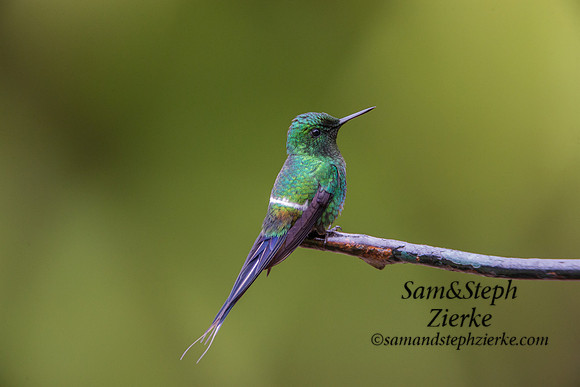 Green Thorntail