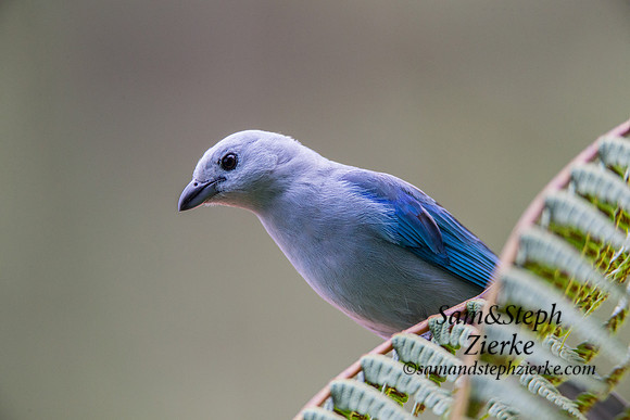 Blue-gray Tanager