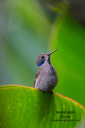 Brown Violetear