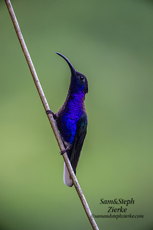 Violet Sabrewing