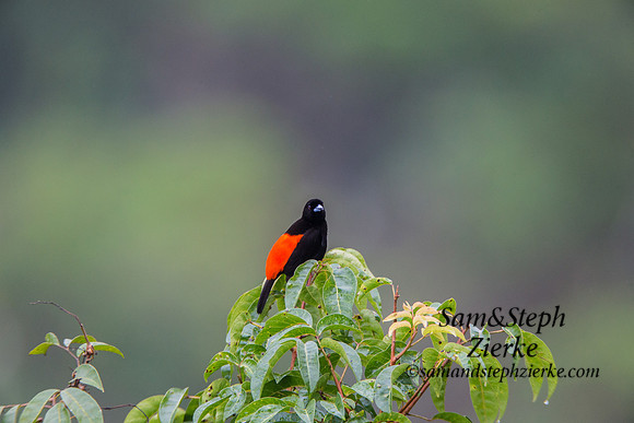 Passerini's Tanager
