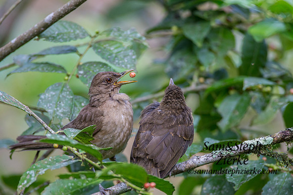 Clay-colored Thrush