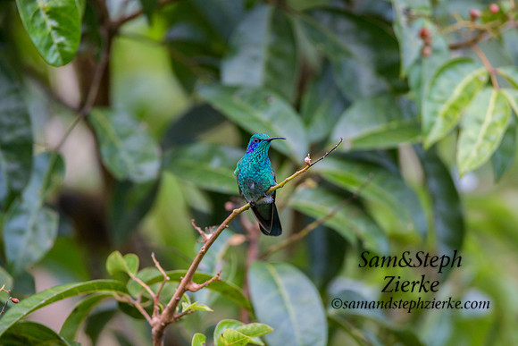 Lesser Violetear