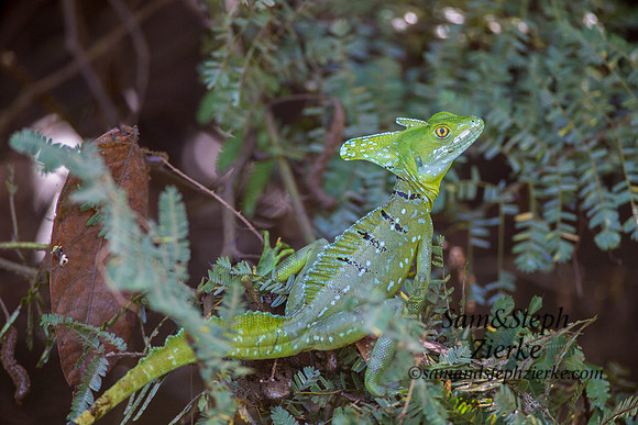 Common Basilisk