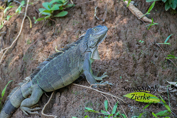 Green Iguana