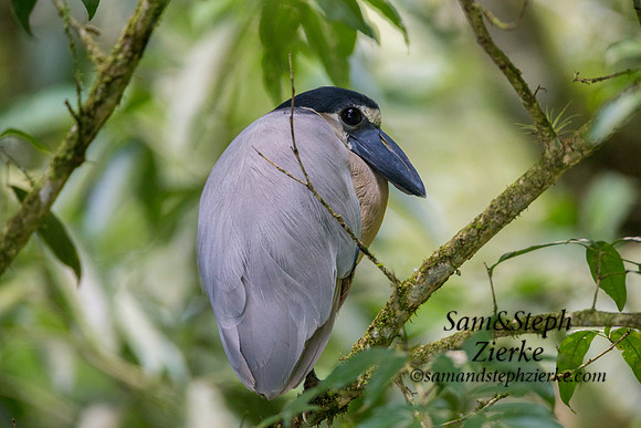 Boat-billed Heron