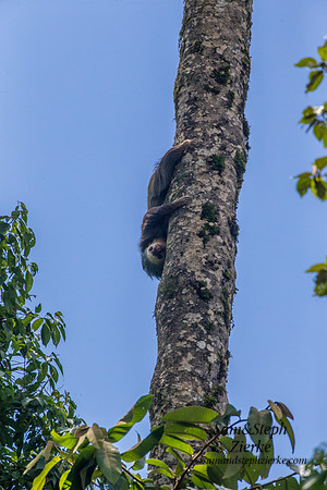 Two-toed Sloth