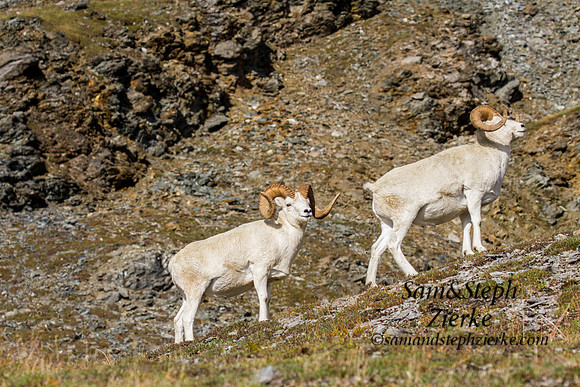 Dall Sheep