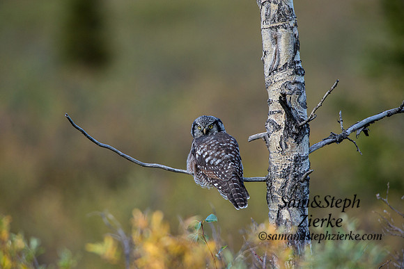 Northern Hawk Owl