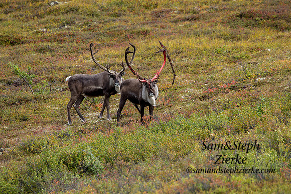 Barren-ground Caribou