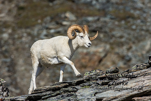 Dall Sheep