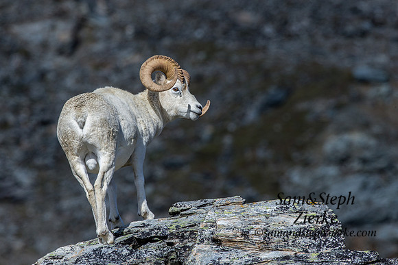 Dall Sheep