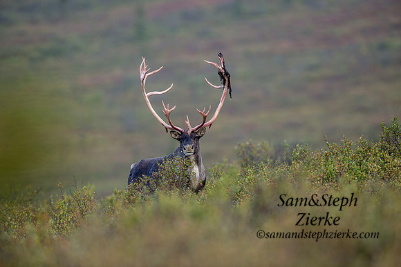Barren-ground Caribou