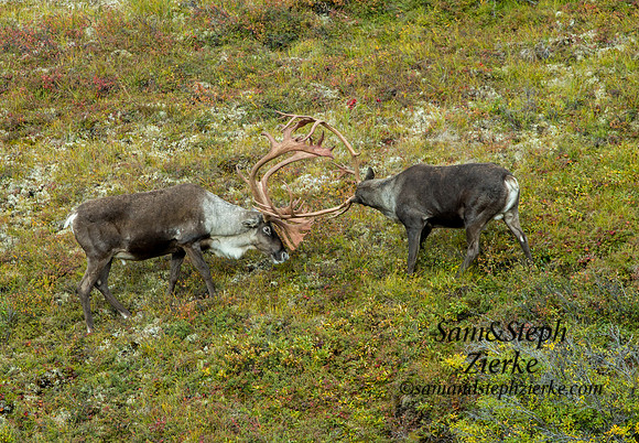 Barren-ground Caribou