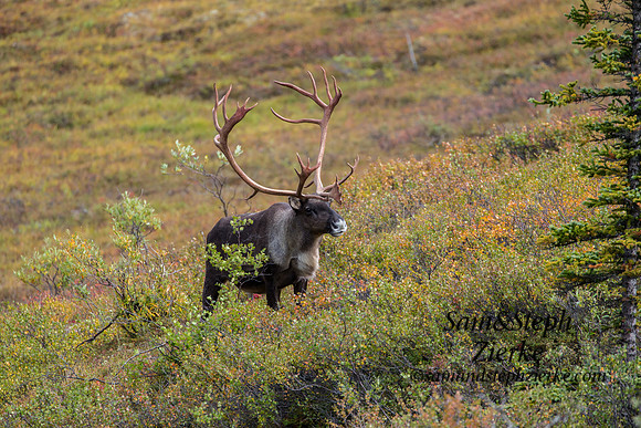 Barren-ground Caribou
