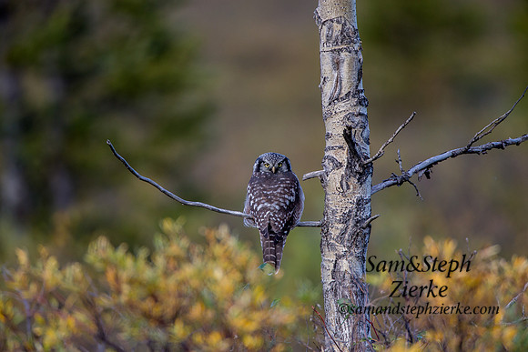 Northern Hawk Owl