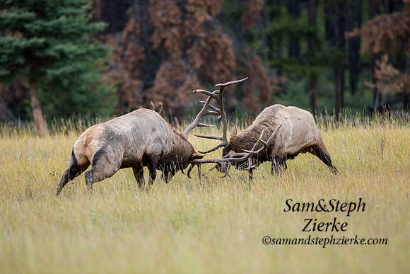 Rocky Mountain Elk