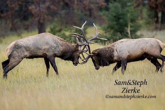 Rocky Mountain Elk