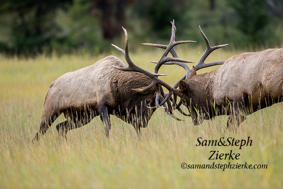 Rocky Mountain Elk