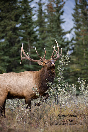 Rocky Mountain Elk