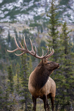 Rocky Mountain Elk