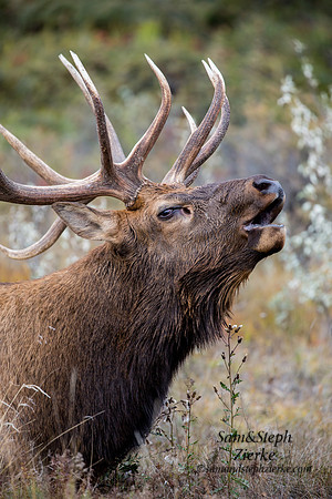 Rocky Mountain Elk