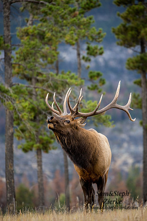 Rocky Mountain Elk