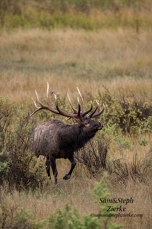 Rocky Mountain Elk