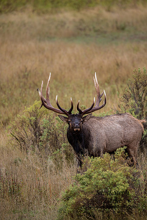 Rocky Mountain Elk