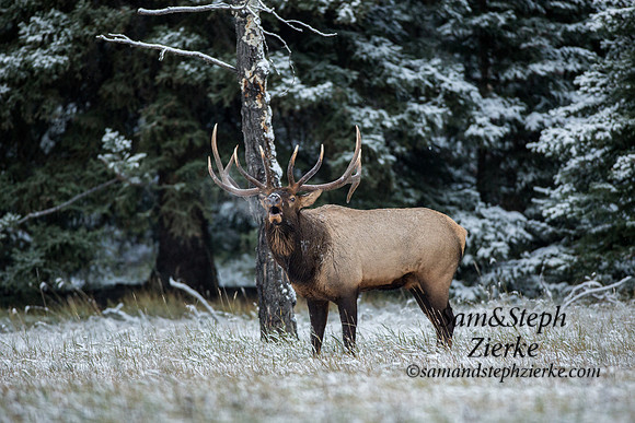 Rocky Mountain Elk