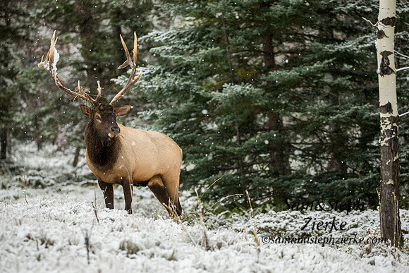 Rocky Mountain Elk