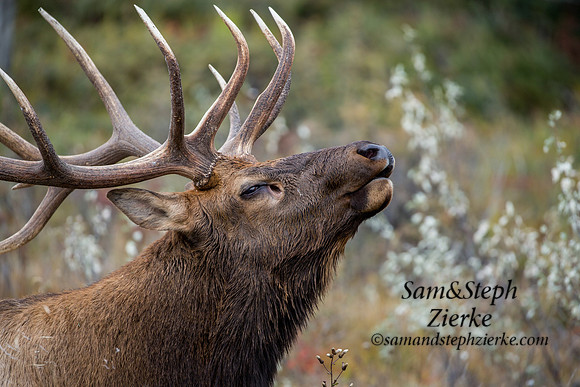 Rocky Mountain Elk