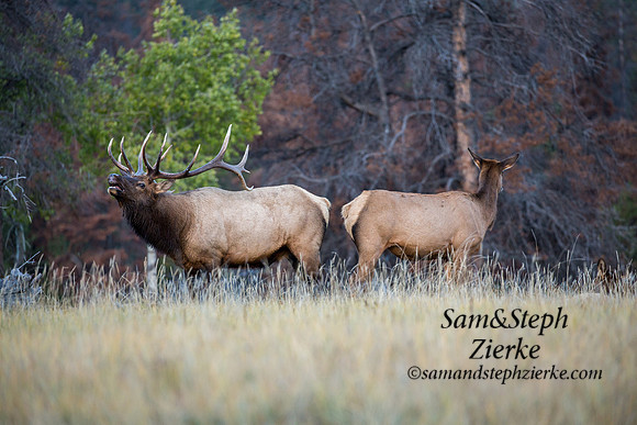 Rocky Mountain Elk