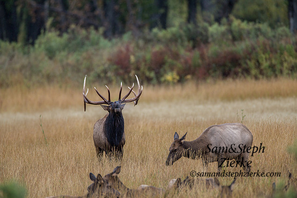 Rocky Mountain Elk
