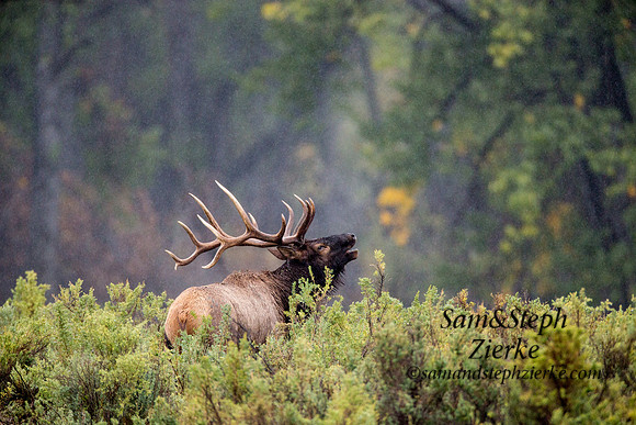Rocky Mountain Elk