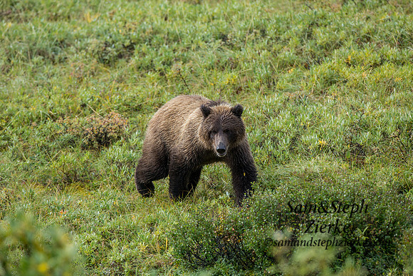 Grizzly Bear