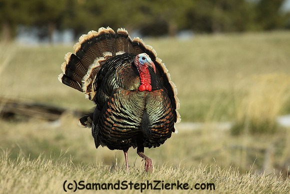Marriam's Turkey